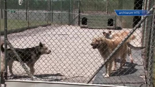 Bezdomne zwierzęta w naszym mieście - kto im pomoże ? 