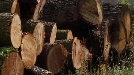 CO SIĘ DZIEJE Z DRZEWEM, KTÓRE ŚCINA PUK?