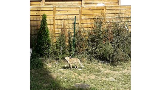 Czy interwencja weterynarza wobec lisa była prawidłowa? 