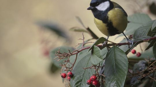 Dokarmianie ptaków w ogrodzie przy lekkiej zimie.