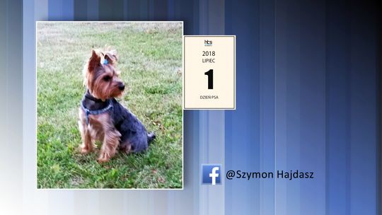 DZIEŃ PSA, CZYLI WASI MILUSIŃSCY! 