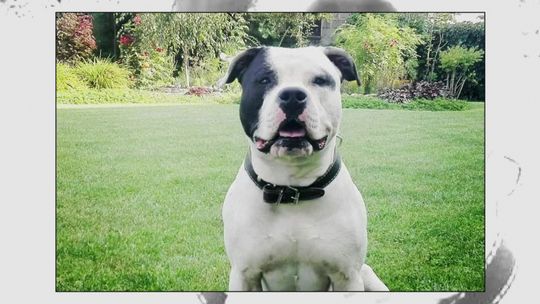 Dzień Psa i zdjęcia od naszych widzów! 