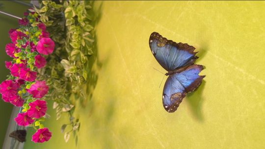 Egzotyczne motyle w Centrum Przyrodniczym