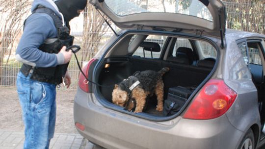 FUNKCJONARIUSZE STRAŻY GRANICZNEJ DOPROWADZILI DO UJAWNIENIA MARIHUANY [ FOTO ]