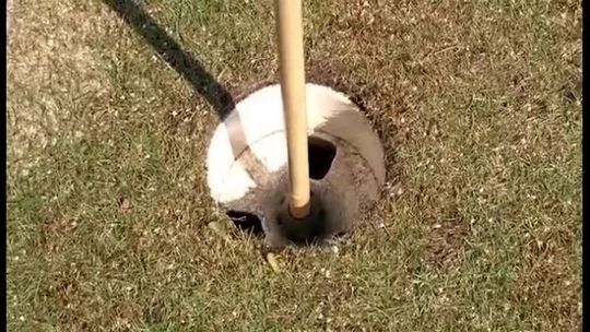 GOLFOWE  ROZGRYWKI NA SŁUBICKIM POLU