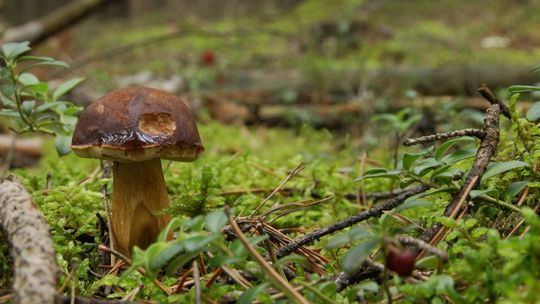 GRZYBOWY SZAŁ W OKOLICZNYCH LASACH ! GRZYBOWY SZAŁ W OKOLICZNYCH LASACH !