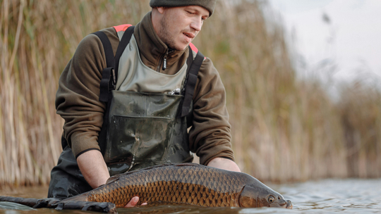 Karp w odwrocie? Zastępują go inne ryby. Co dziś lubią Polacy?