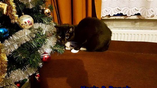 KASIA I BENEK PILNIE SZUKAJĄ DOMU KASIA I BENEK PILNIE SZUKAJĄ DOMU