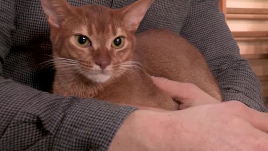 Kocia arystokracja odwiedziła Słubice! Kocia arystokracja odwiedziła Słubice!