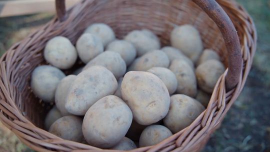 Kolejna odsłona Festiwalu Ziemniaka w Kaławie - Gmina Międzyrzecz