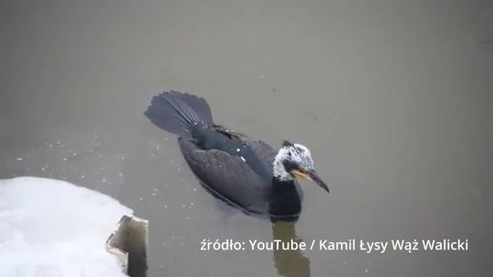 Kormorany kontra ryby - kontynuacja