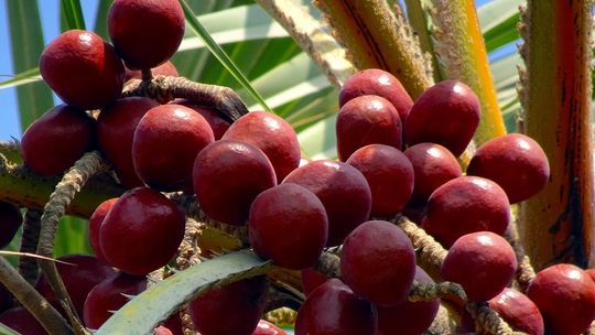 Korzeń maca i owoce camu camu – dowiedz się, dlaczego warto je stosować