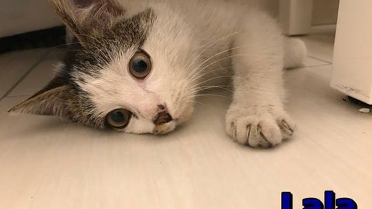 KOTKA LALA SZUKA DOMU KOTKA LALA SZUKA DOMU