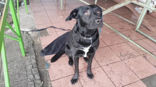 LOLA ZOSTAŁA PORZUCONA I SZUKA DOMU LOLA ZOSTAŁA PORZUCONA I SZUKA DOMU