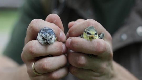 Majowa kontrola skrzynek lęgowych