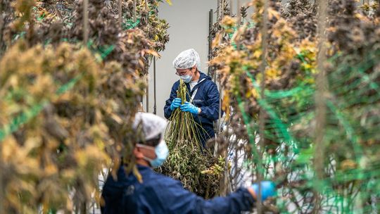 Medyczna marihuana ma się dobrze. I sprzedaje się coraz lepiej