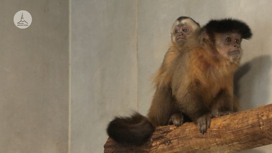 Mini Zoo powitało nowego mieszkańca - mała małpka kapucynka. Mini Zoo powitało nowego mieszkańca - mała małpka kapucynka.