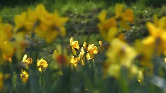 Młodzież znów wesprze "Pola nadziei" 