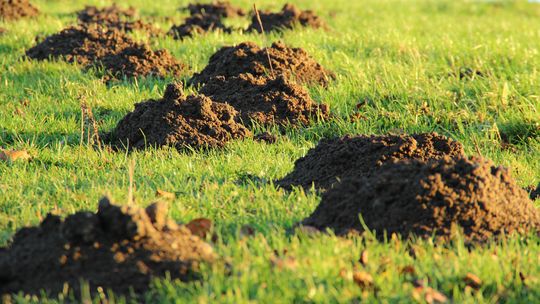 Mrówki i krety – nieproszeni goście w Twoim domu i ogrodzie