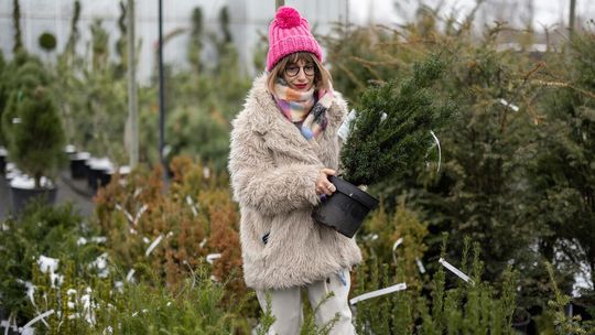 Najlepsze rośliny do ogrodu zimowego - jakie gatunki sprawdzą się najlepiej