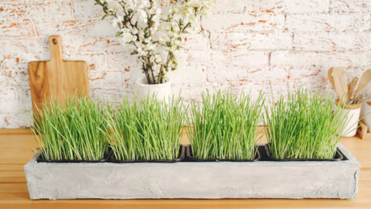 Nasiona szczypiorku, które odrastają błyskawicznie — idealne do donic