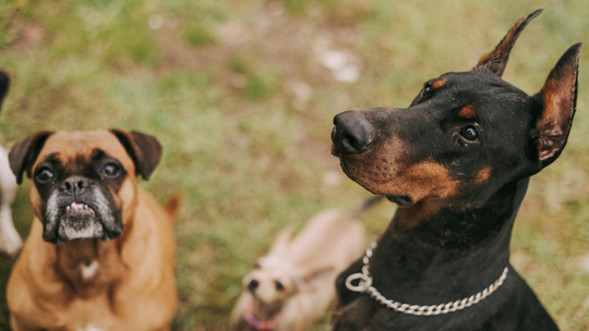 Obowiązkowe OC dla właścicieli psów. Poseł pyta ministra