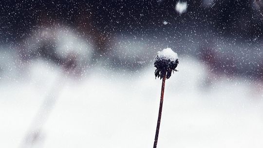 Ogród zimowy. Pozwolenie na budowę czy zgłoszenie?