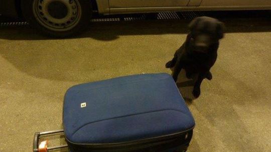 Piesek Heros wywęszył ponad 10 tys. szt. papierosów ! Piesek Heros wywęszył ponad 10 tys. szt. papierosów !