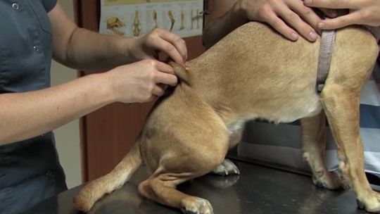 POGRYZIENIA PRZEZ PSY - skutki i kary ?