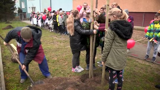 Sadzenie platanów i klonów zasponsorowanych przez słubicką Dental Clinica Sadzenie platanów i klonów zasponsorowanych przez słubicką Dental Clinica