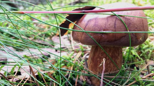 Sezon na grzyby rozpączął się szybciej niż zwykle ! Sezon na grzyby rozpączął się szybciej niż zwykle !