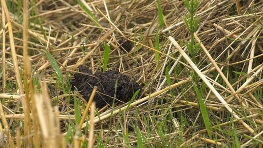 SKĄD WZIĄŁ SIĘ SMRÓD W SŁUBICACH?