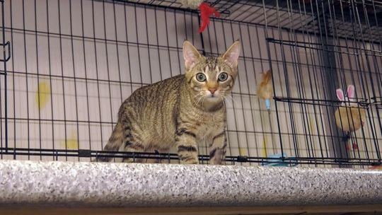 Słubicka Kociarenka od lat pomaga kotkom oczekującym na adopcję