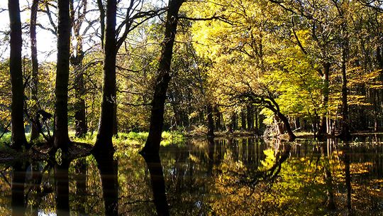 Spacer w ramach projektu "Przyroda nad Odrą II" 