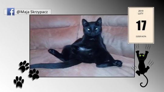Światowy Dzień Kota, zdjęcia waszych pupili Światowy Dzień Kota, zdjęcia waszych pupili