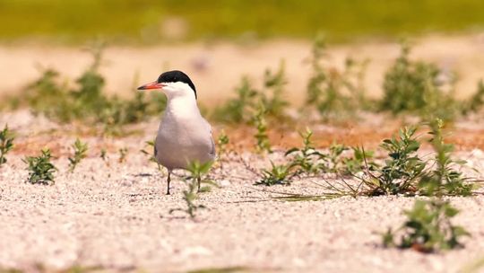 Tajemniczy świat ptaków na ''Wyspach Życia''