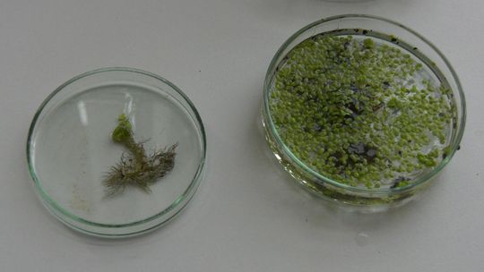 Tak uczniowie ULO uczą się biologii Tak uczniowie ULO uczą się biologii