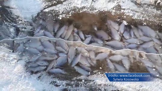 Tysiące martwych ryb w Wiśle. Co to za zjawisko ? 