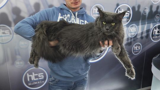 W Słubicach odbędzie się pokaz kotów rasowych W Słubicach odbędzie się pokaz kotów rasowych