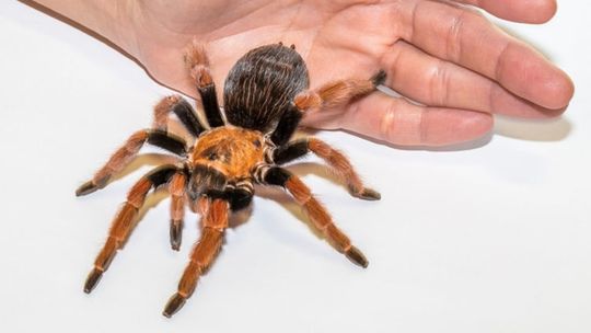 W Słubicach odbędzie się wystawa "Fascynujący świat pająków i skorpionów" 