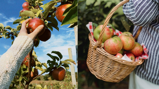Wojsko nie zabierze ogrodów działkowych. Działkowcy są bezpieczni