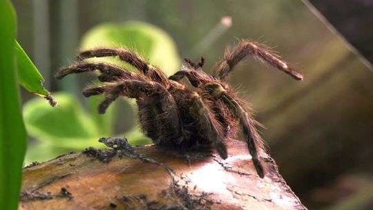 Wystawa "Fascynujący świat pająków i skorpionów"