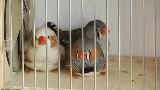 Wystawa zwierząt hobbystycznych w Rybocicach Wystawa zwierząt hobbystycznych w Rybocicach