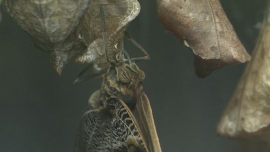 Wystawa żywych motyli w Sulechowie