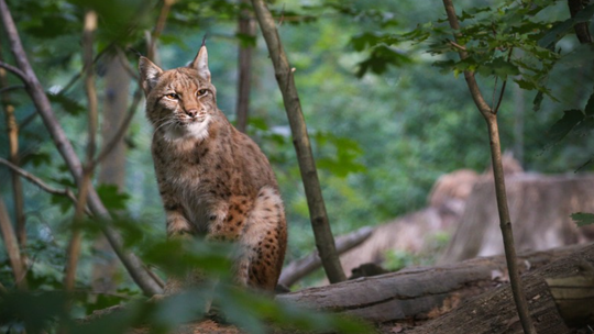 Zoo Białystok (Akcent Zoo) – cennik, zwierzęta, godziny otwarcia, opinie