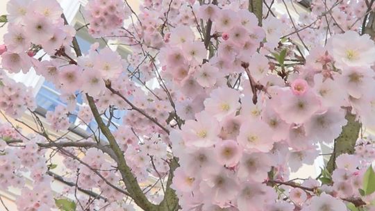 Życzenia Wielkanocne 2026 - Burmistrz Sulechowa Wojciech Sołtys