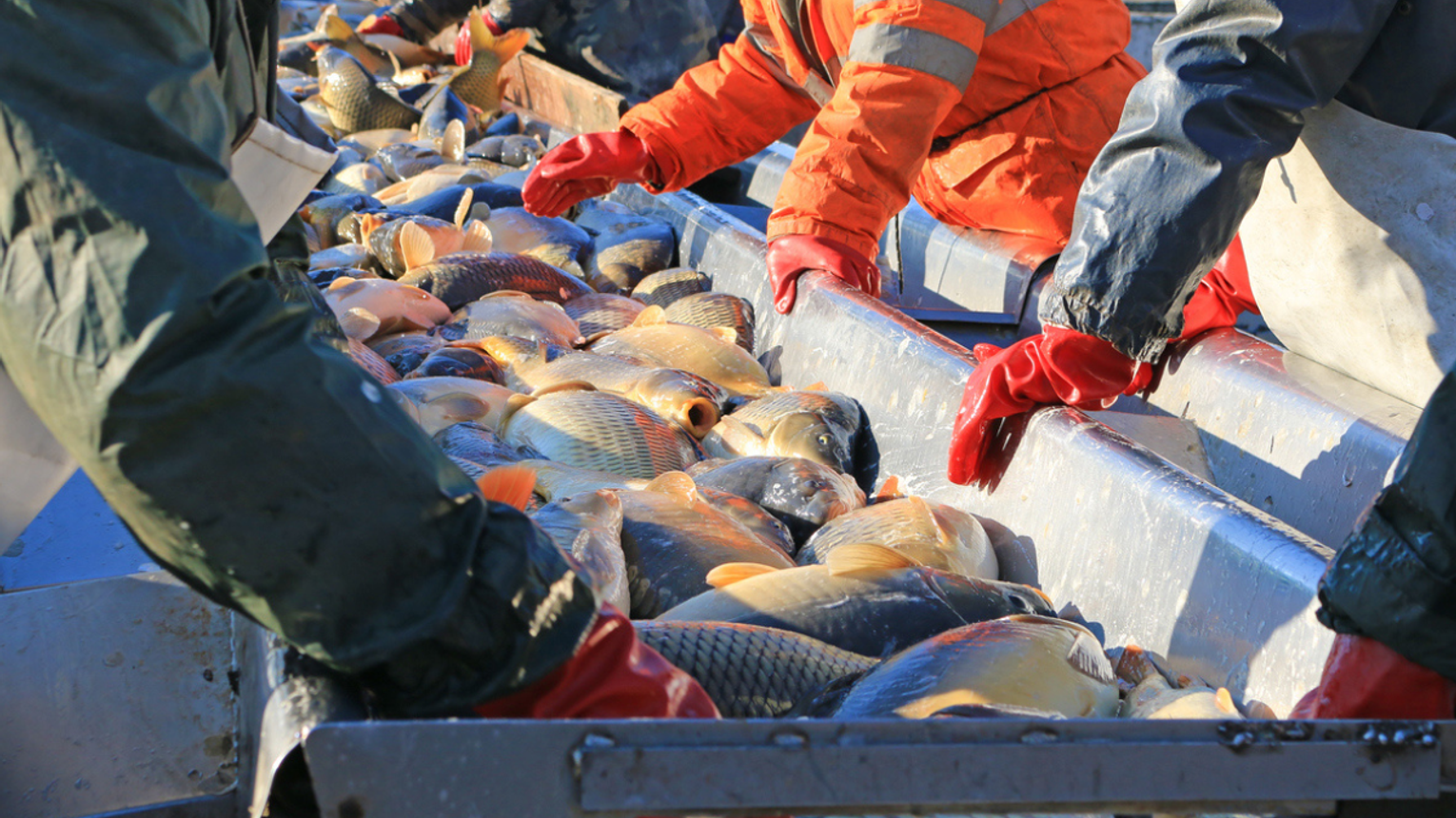 Karp na święta 2025. Hodowcy zapowiadają, iż będzie drożej