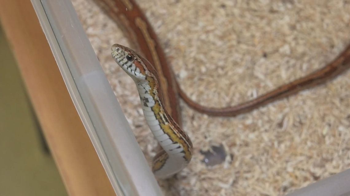 Bliskie spotkanie z polskimi gadami w Centrum Przyrodniczym