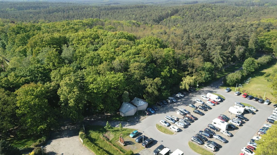 Coniedzielne bieganie po Wzgórzach Piastowskich – aktywna tradycja Zielonej Góry