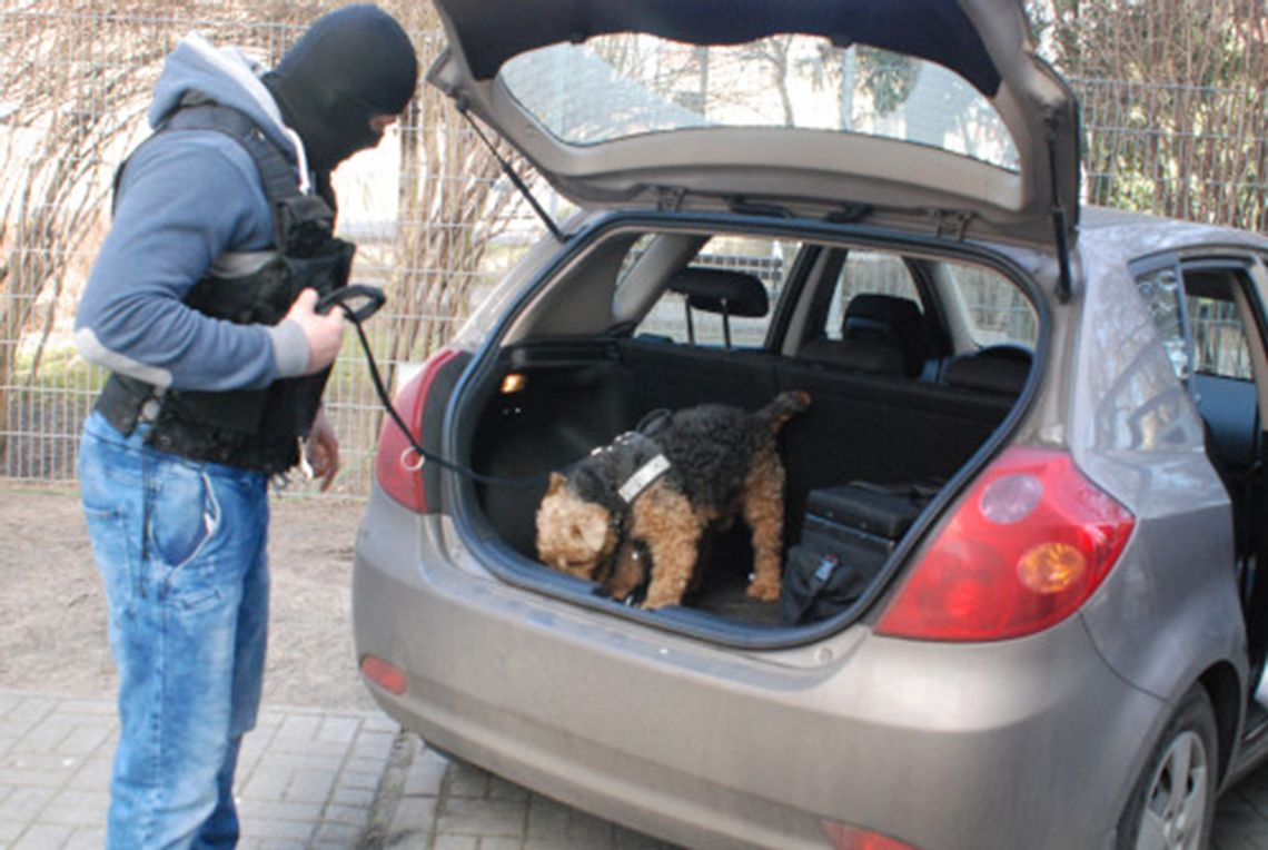 FUNKCJONARIUSZE STRAŻY GRANICZNEJ DOPROWADZILI DO UJAWNIENIA MARIHUANY [ FOTO ]